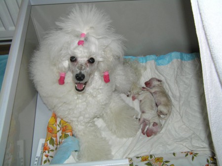 Dorly štěňátka 2.den